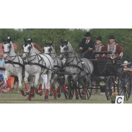 VENTUS NÉGYES FOGAT DÍJHAJTÓ LÓSZERSZÁM