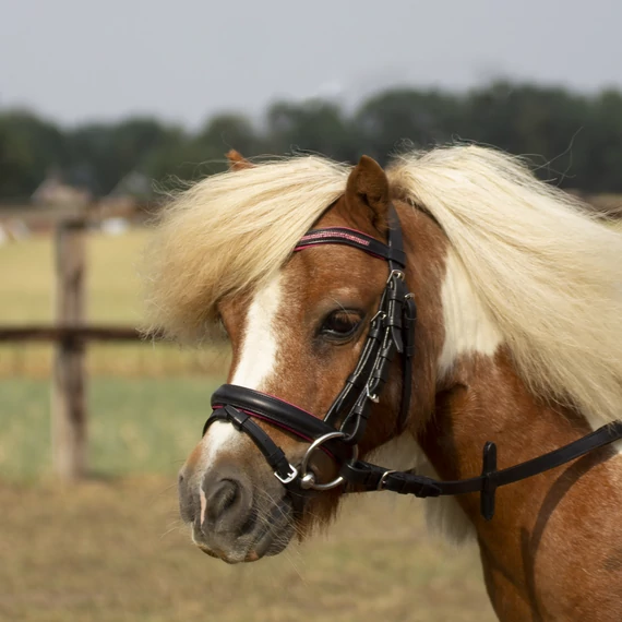 BUSSE PONY KANTÁR