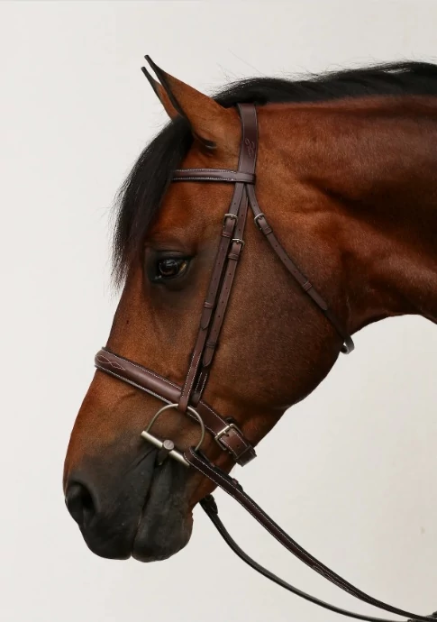 EQUILINE SCOTT STEWART LOVAGLÓKANTÁR