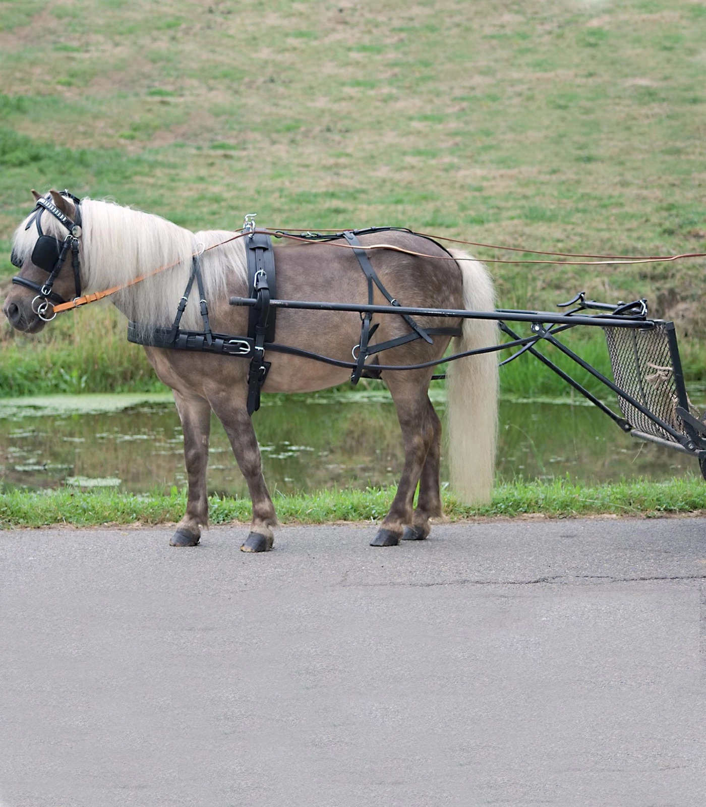 STAR ECONOMIC EGYES PONY LÓSZERSZÁM